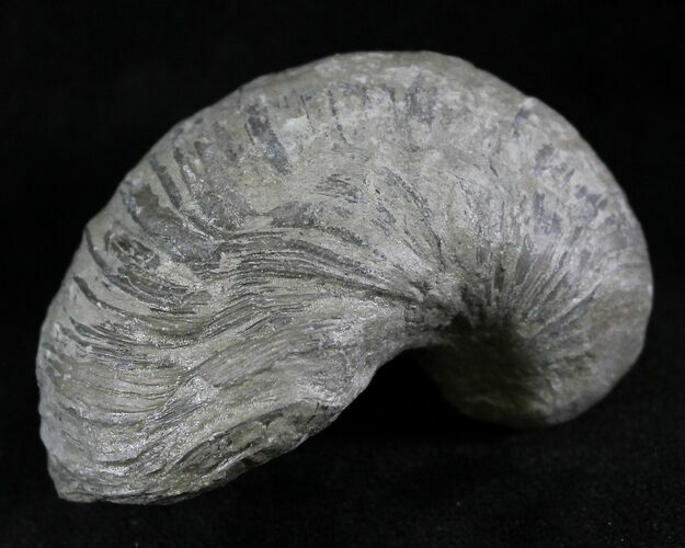 Gryphaea (Devil's Toenail) Fossil Oyster - Jurassic #25973